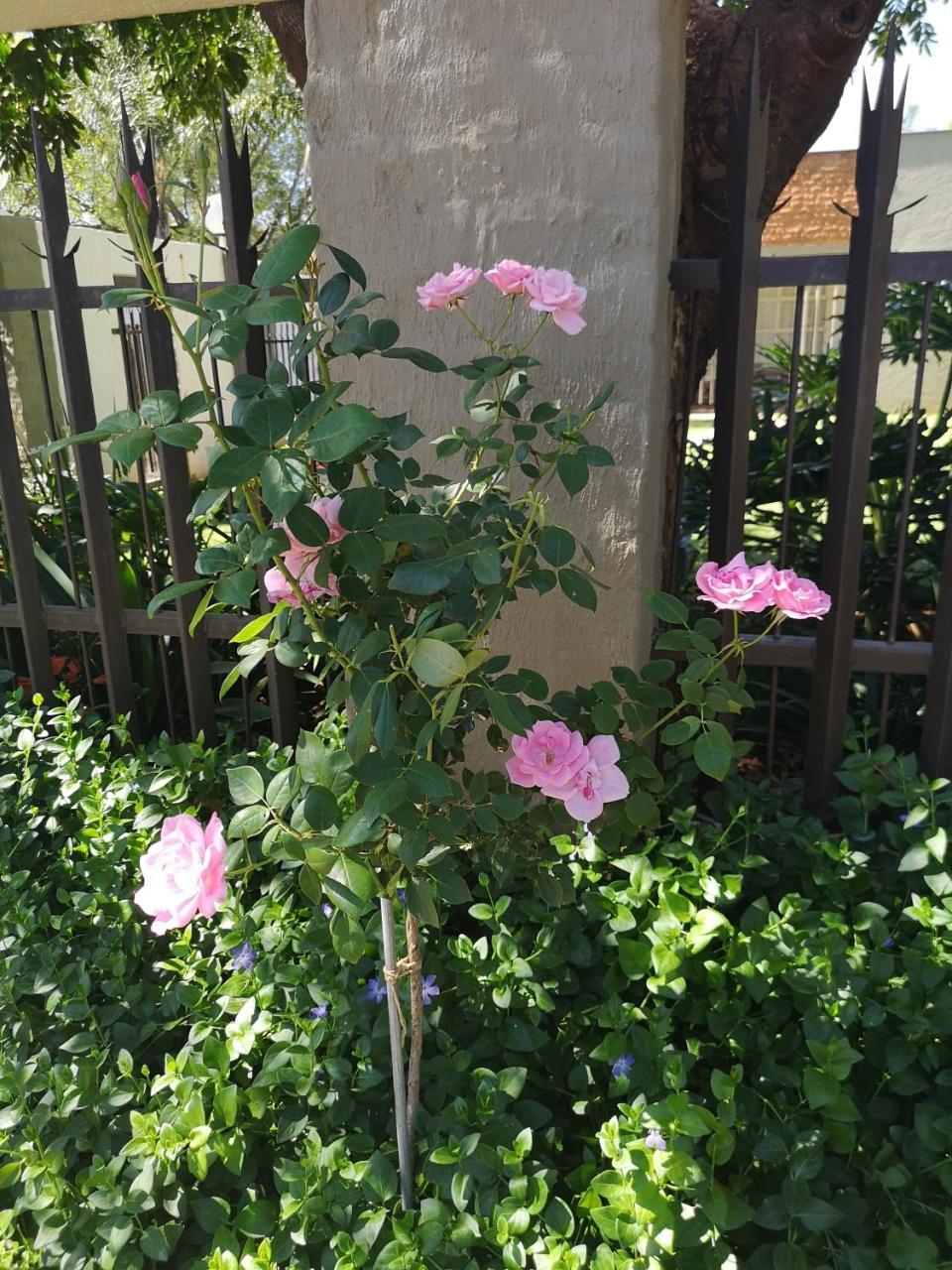 Aaa Rose Garden Guesthouse Mookgophong Luaran gambar